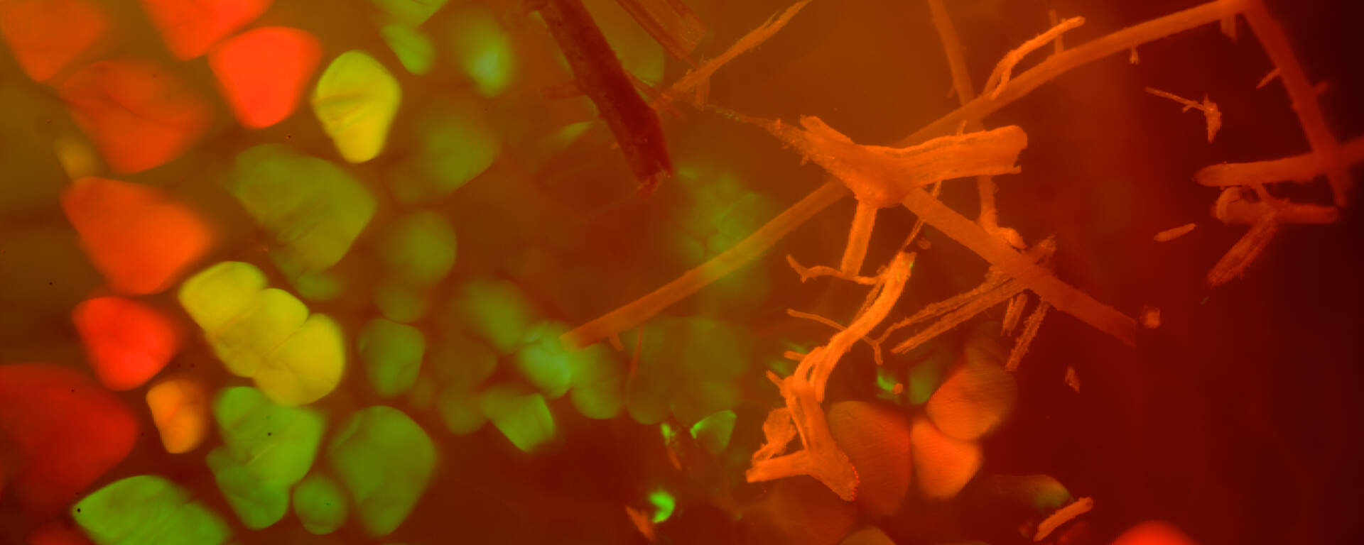 Inclusions of fossil plant debris in opal from Wollo, Ethiopia
