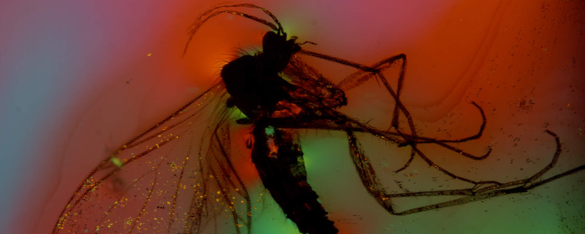 Midge included in amber from the Baltic coast, polarised light