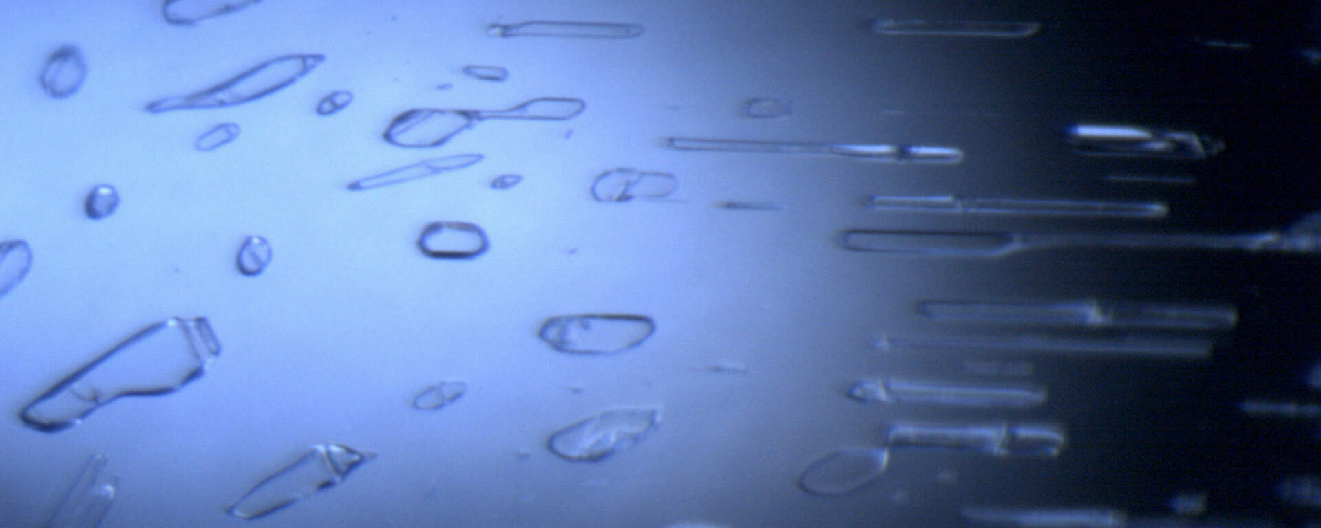 Two-phase inclusions in sapphire, Sri Lanka