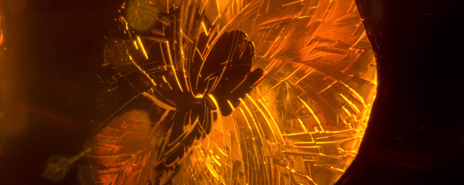 Stress fissure («sun spangle») in baltic amber